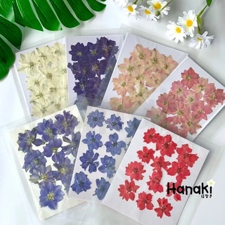 【พร้อมส่ง】ดอกเดลฟินเนียมทับแห้ง (Delphinium) ดอกไม้จริงทับแห้ง ดอกไม้ทับแห้ง Pressed Flowers💐