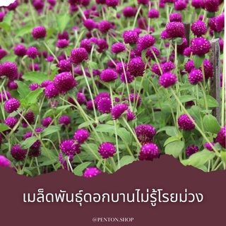 เมล็ดพันธุ์ดอกบานไม่รู้โรยสีม่วง 30 เมล็ด 🔺ขั้นต่ำโปรดสั่งสินค้าภายในร้าน30บาทขึ้นไป