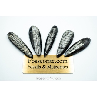 [อายุกว่า 370 ล้านปี!!!] ฟอสซิล Orthoceras Fossil หมึกเปลือกยาว แบบ Polished ขนาดใหญ่ ของแท้ พร้อมใบรับรอง