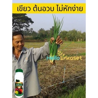 ฮอร์โมน เร่งใบเขียว เร่งแตกยอด จีล็อค ขนาด 1 ลิตร แพ็คเกจใหม่ เจริญเติบโต ช่วยการสร้างอาหาร