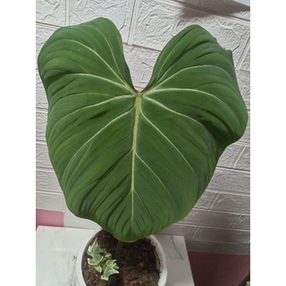 philodendron gloriosum/ ฟิโล กลอริออซั่มก้านแบน