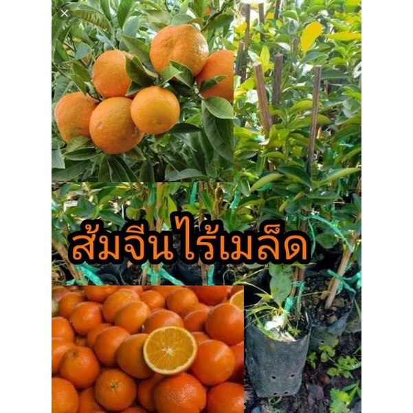 My Image 3