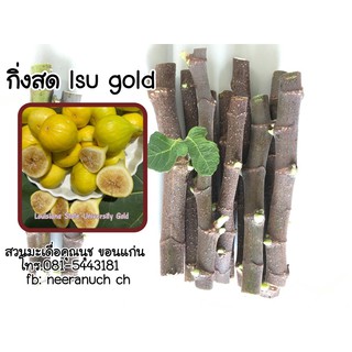 กิ่งสดมะเดื่อฝรั่งlsu gold ชุด5กิ่ง/lsu gold fig cuttings set 5 pcs.