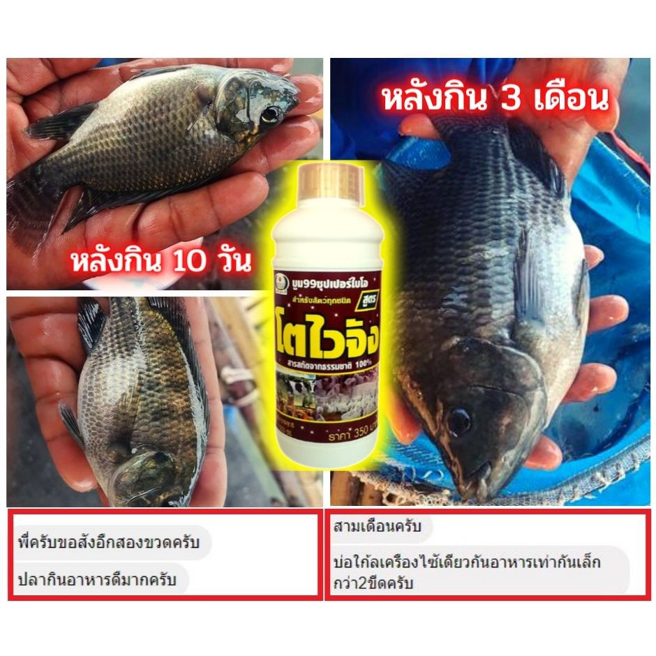 🆓ส่งฟรีไม่ใช้โค๊ด โตไวจัง อาหารเสริม วิตามินปลา ไคโตซาน เร่งโต ได้ขนาดเร็ว ลดการตายของปลาได้ดี