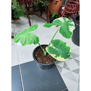 อโลคาเซีย alocasia Mickey mouse ต้นถุงเงินถุงทอง บอน ไม้ด่าง