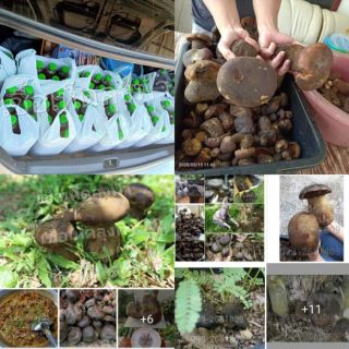 เชื้อเห็ดตับเต่าเห็ดผึ้งเห็ดห้า10แถม1ยกกล่องส่งฟรี