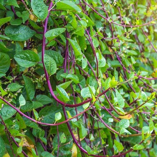 เมล็ดพันธุ์ ผักปลังแดง (Red Malabar Spinach Seed) บรรจุ 35 เมล็ด