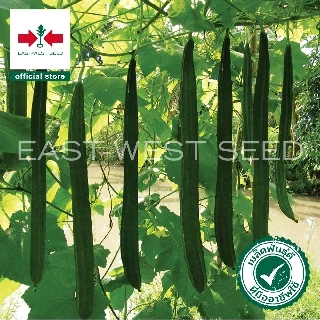 ศรแดง เมล็ดพันธุ์บวบเหลี่ยม วิกเกอร์เอ F1 (East-West Seed) เมล็ดพันธุ์ ผักสวนครัว ตราศรแดง