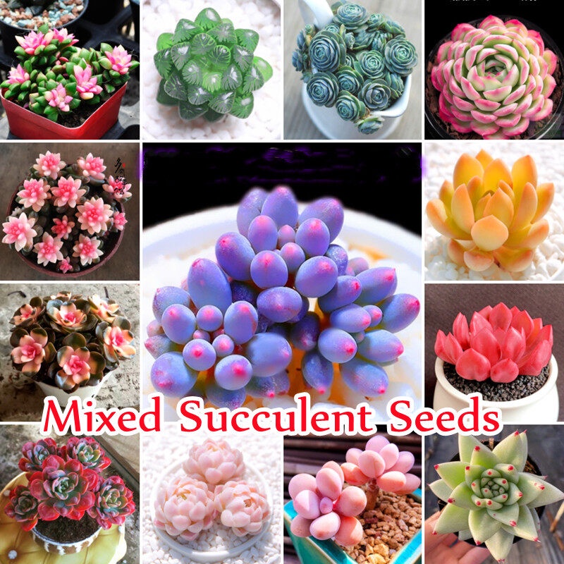 ประเทศไทยพร้อมสต็อก บอนสี 100เมล็ด Mixed Rare Succulent Seeds Mini Succulent Plants for Sale เมล็ดไม้อวบน้ำ พืชอวบน้ำ