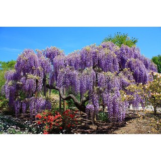 เมล็ดพันธุ์ วิสทอเรีย ( wisteria seeds ) บรรจุ 4 เมล็ด