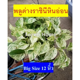 พลูด่างราชินีหินอ่อน#Epipremnum#Aureum