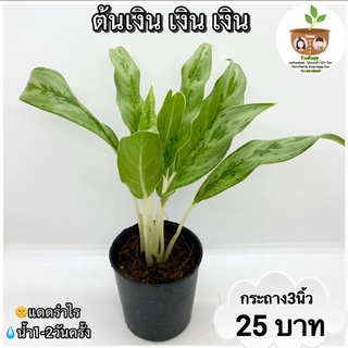 ต้นเงินเงิน จัดส่งตั้งแต่ 2 ต้นขึ้นไป คละแบบได้