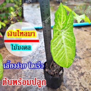 1 ต้น ต้นไม้มงคล ต้นเงินไหลมา ต้นไม้ฟอกอากาศ ปลูกไว้ในบ้าน คละต้นส่ง สินค้าพร้อมจัดส่ง