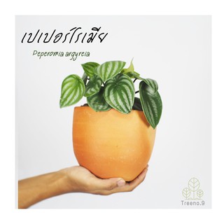 Treeno.9 T65 เปเปอร์โรเมียแตงโม ล๊อตใหม่ถูกลง Peperomia สูง 20-25 ซม.ไม้ฟอกอากาศ กระถาง 5-6 นิ้ว