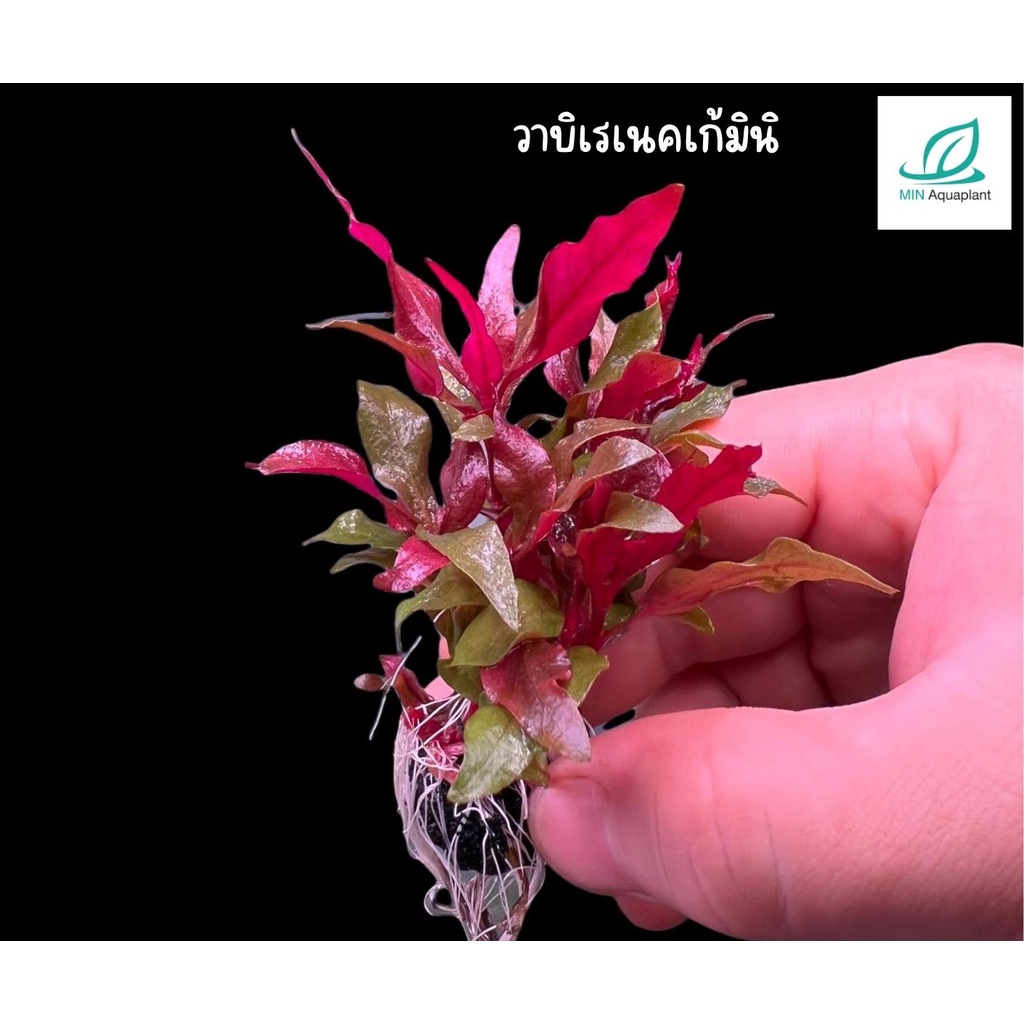 วาบิเรเนเก้มินิ Reineekii mini ไม้น้ำในตู้ปลา พืชปลูกในน้ำ