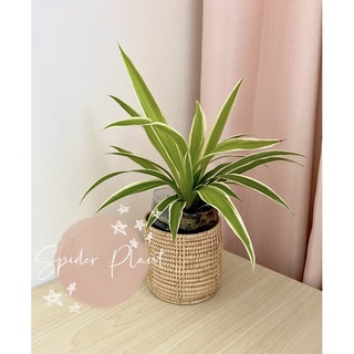 ต้นเศรษฐีเรือนนอก ไม้มงคล Spider Plant 🌱