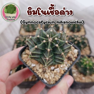 ยิมโนเชื้อด่าง (Gymnocalycium mihanovichii)