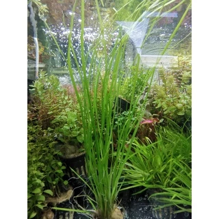 เทปใบแคบ – Vallisneria narrow leaf พร้อมปลูก ต้นไม้น้ำ ต้นไม้น้ำพร้อมปลูก ***กรุณาอ่านรายละเอียดก่อนสั่งซื้อ***