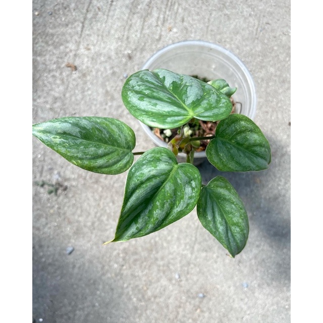Philodendron Sodiroi variegated