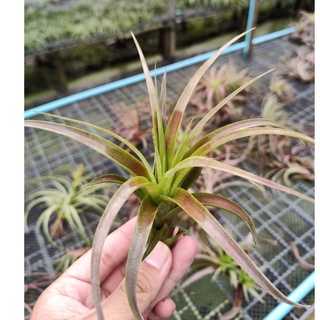 Tillandsia Love knot ทิลแลนเซีย สับปะรดสี