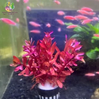 แอมโมเนีย(พอส) Ammannia senegalensis🌱🐠