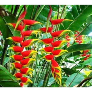 หน่อเฮลิโคเนีย รอสตราต้าheliconia rostrata สร้อยกัทลี ไม้ดอกไม้ประดับ