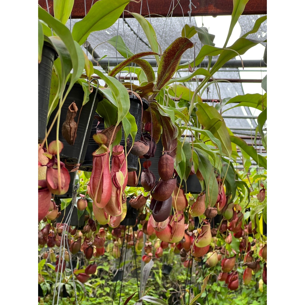 มุมมอง 4