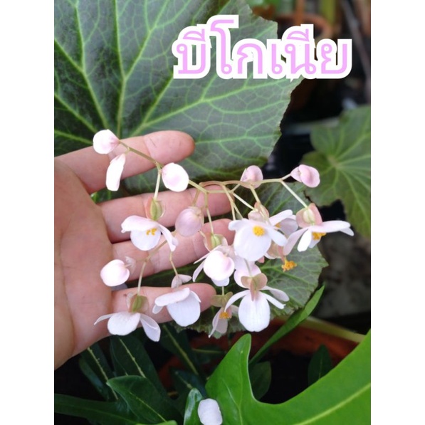 ต้นบีโกเนีย ดอกชมพู ใบมัน/ใบสักหลาด ดอกชมพู ต้นบีโกเนียใบสวยประกายเพชร (ต้นเล็ก) ทักแชท ดูต้นไม้ก่อนสั่งคะ