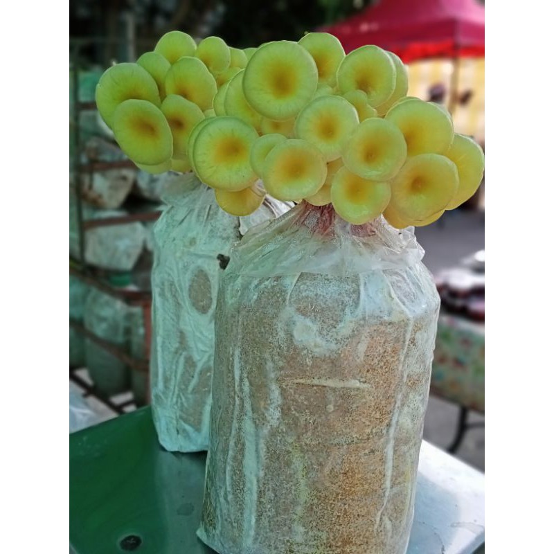 ก้อนเชื้อเห็ด นางรมทอง 1ก้อน ออกดอกได้4-5เดือน เชื้อเพิ่งหยอด