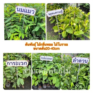 ต้นพันธุ์ ไม้กลิ่นหอม ไม้โบราณ ขนาดต้น20-40cm