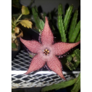 เก๋งจีน  Stapelia schinzii หน่อ/ตัดกิ่งสด