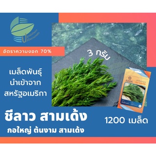 ผักชีลาว สามเด้ง (Dill)