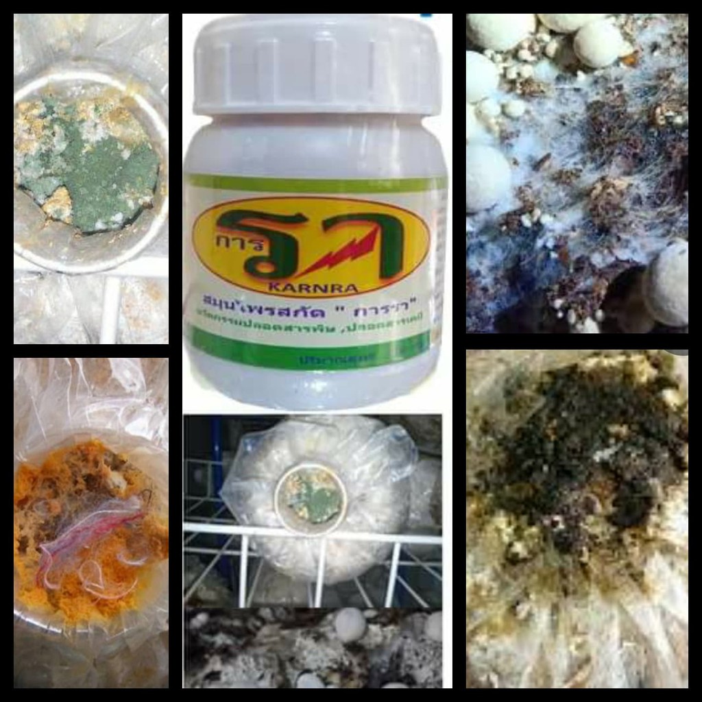สมุนไพรการรา ชนิดผง 100 ML. จัดการราเขียว ราขาว ราส้ม และราต่างๆแบบปลอดสารพิษ  ผสม 1 ช้อนชา/น้ำ 20 ลิตร แช่ทิ้งไว้ 30 น.