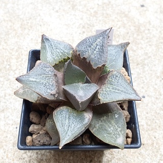 พร้อมส่ง!!ฮาโวเทีย Haworthia badia hybrid Shuten Douji จัดส่งแบบล้างราก