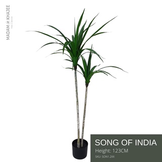 Song of India ต้นซองออฟอินเดีย ต้นไม้ปลอมเกรดพรีเมี่ยม มาดามขจี Premium Artificial Plant