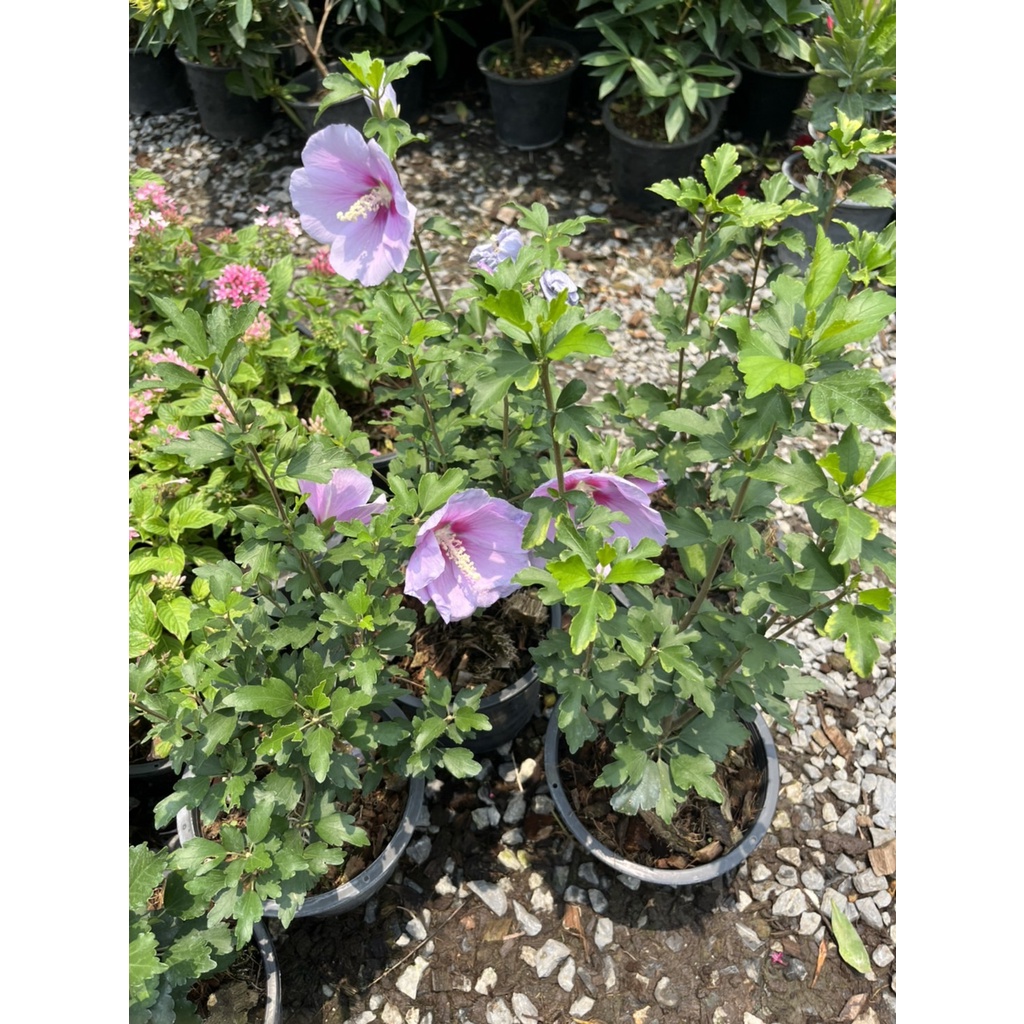 มุมมอง 2