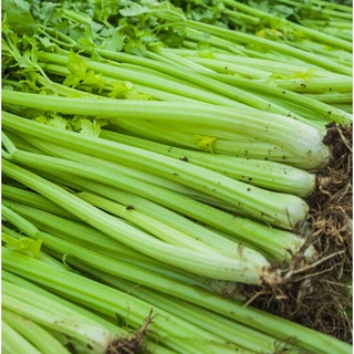 เมล็ดพันธุ์แท้100% อัตราการงอกสูง 200 เมล็ด (ไม่ใช่พืช)  Celery Seeds  Vegetable Seeds สามารถปลูกได้ทั่วประเทศไทย