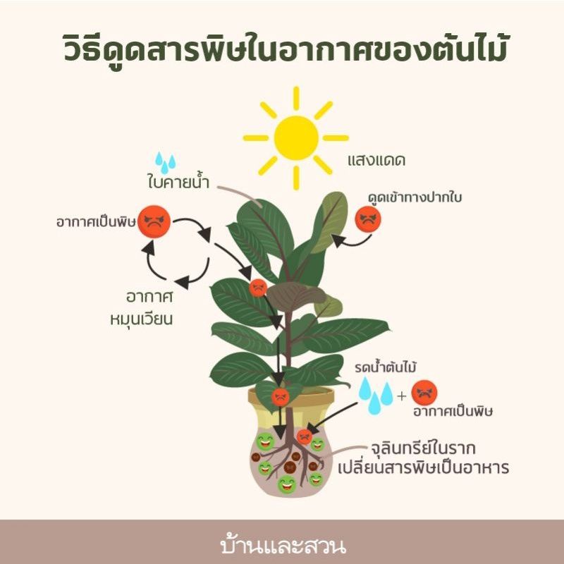 🌲🌲 ต้นมอนสเตอร่า Monsteraชุดใหญ่ 2ต้น 2กอ พร้อมกระถาง12