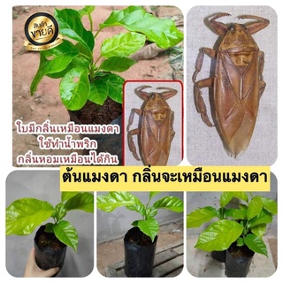 ต้นแมงดา/ต้นทำมัง ใบมีกลิ่นคล้ายแมงดานา