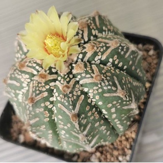 ขายแอสโตรวี ขนาด 7.5 cm  #แคสตัส castus​ astrophytum แอสโตร แอสโตร​ไ​ฟตั้​ม แอสโตรไฟตัม กระบองเพชร แอสโตรวี super​