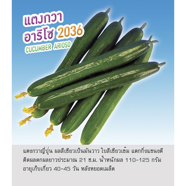 เมล็ดพันธุ์ แตงกวา ญี่ปุ่น มี 2 สายพันธุ์ อาริโช และ เพรตตี้ สวอลโล่ ตราดอกแตง เมล็ดพันธุ์ เมล็ดผัก คุณภาพดี