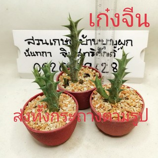 🌵 ต้นเก๋งจีน 🌵 มินิ น่ารัก cactus &amp; succulents กระบองเพชร แคคตัส ราคาส่ง​ ไม้อวบน้ำ ส่งทั้งกระถาง