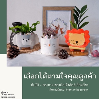 🌳ต้นไม้+กระถางเซรามิคเจ้าสัตว์เลี้ยงสี่ขา🌳จับคู่ต้นไม้มงคลตามใจลูกค้า ไม่มีไม่ได้แล้วนะ🐶🐰💕