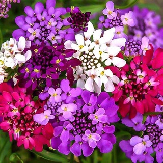 ปลูกง่าย ปลูกได้ทั่วไทย บอนสี บอนสีสวยๆRocket Candytuft Honeycomb Flower Seeds บอนสีหายาก เมล็ดพันธุ์ เป็นไม้พุ่ม