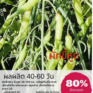 เมล็ดพันธุ์ ผักขี้หูด Rat-tailed Radish ✅ราคาถูก🪴ปลูกง่าย ปลูกไว้ทานกินเอง🔥ซื้อ10แถม1 คละได้🔥