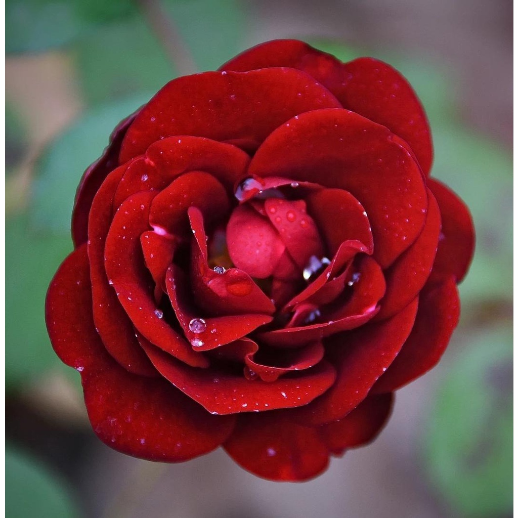 30 เมล็ด กุหลาบมอญ สีแดง Rose Seeds ดอกใหญ่