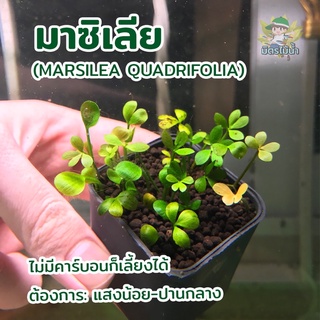 มาซิเลีย ใบน้ำไม่ใช่ใบบก ไม้น้ำ ไม้ปูพื้น Marsilea crenata