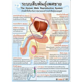 ระบบสืบพันธ์ุเพศชาย EQ-217 โปสเตอร์ภาพ กระดาษบหุ้มพลาสติก