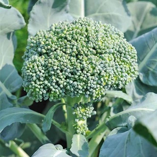 เมล็ดพันธุ์ บล็อคโคลี่เบบี้ Green Sprouting Broccoli Seed บรรจุ 400 เมล็ด คุณภาพดี ของแท้ 100%