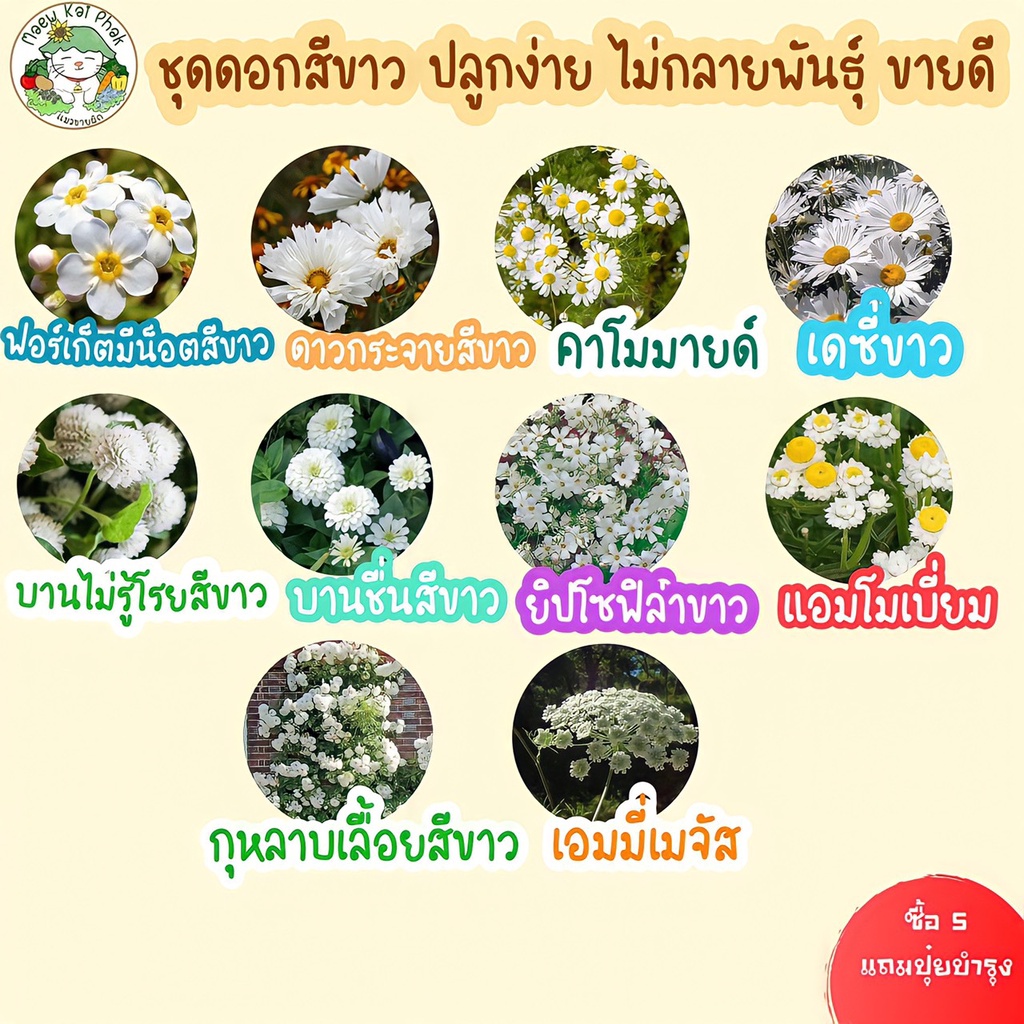 เมล็ดพันธุ์ รวม ชุด ดอกไม้ ปลูกง่าย โตไว เดซี่ขาว/ทานตะวันแคระ/คาโมมายล์/ลาเวนเดอร์/กุหลาบเลื้อย/ฟอร์เก็ตมีน็อต ขายดี